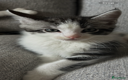 Maine Coon cats for sale: 3/4 mainecoon kittens polydactyl  - Image 4