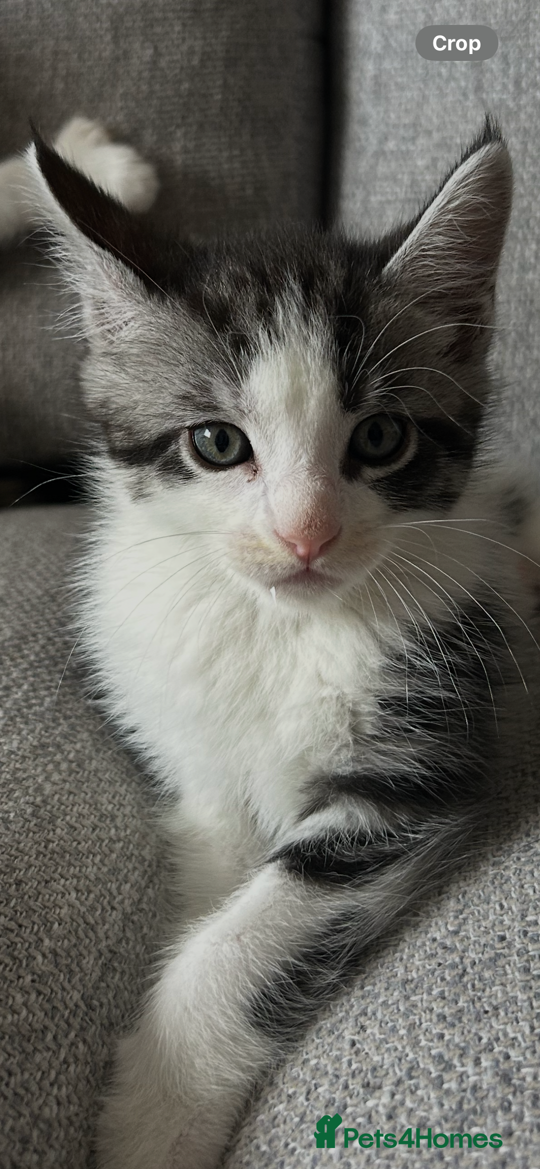 Maine Coon cats for sale: 3/4 mainecoon kittens polydactyl  - Image 4