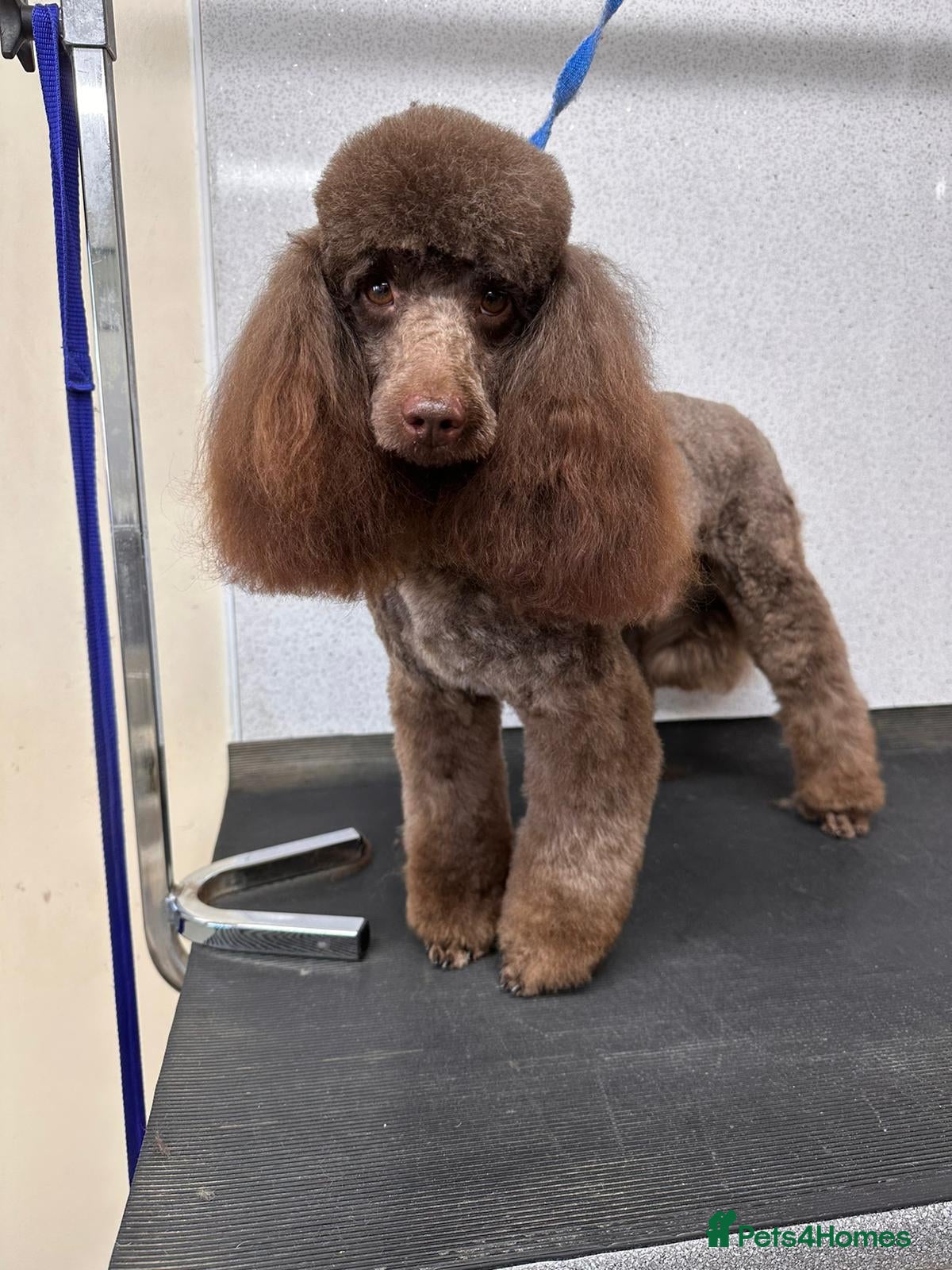 Toy Poodle dogs Chocolate full health tested toy poodle in Wrexham - Advert 1