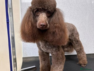 Toy Poodle dogs in Wrexham - Advert 29