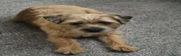 Border Terrier dogs for sale: Beautiful Kc registered Border Terrier Puppies  in Barnsley - Advert 11