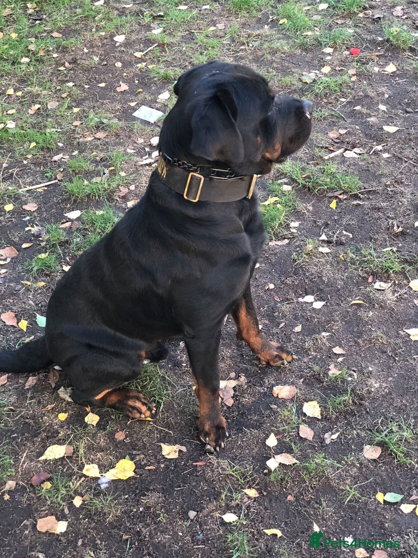Rottweiler dogs Rottweiler stud - Advert 4