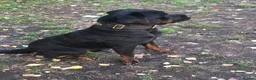 Rottweiler dogs for stud: Rottweiler stud - Advert 1