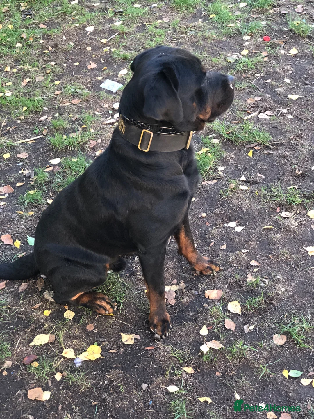 Rottweiler dogs for stud: Rottweiler stud - Advert 1