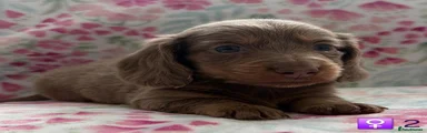 Miniature Dachshund 3
