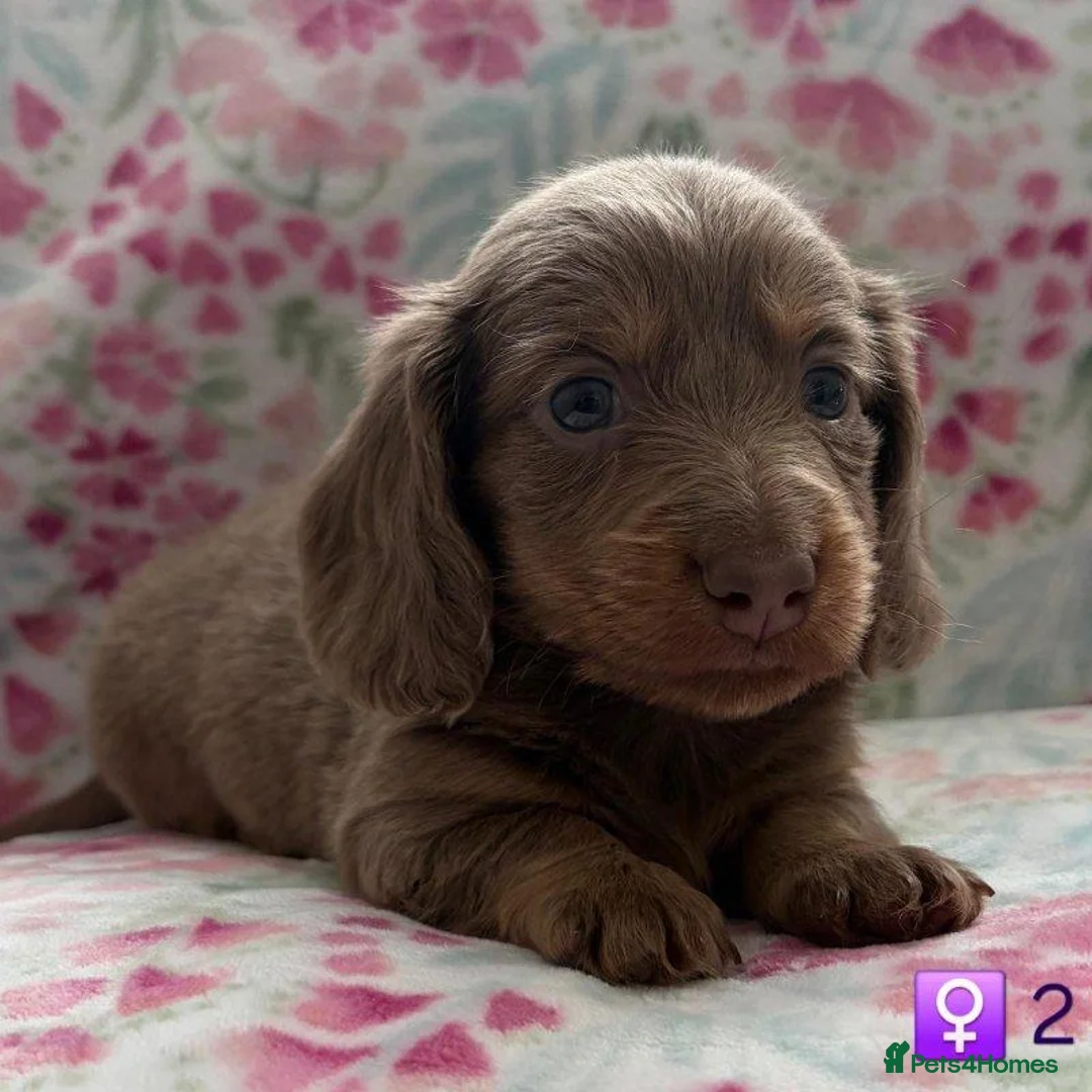 Miniature Dachshund dogs for sale: Gorgeous Miniature Dachshund Puppies 1 Boy,2 Girls in Waltham Cross - Advert 2