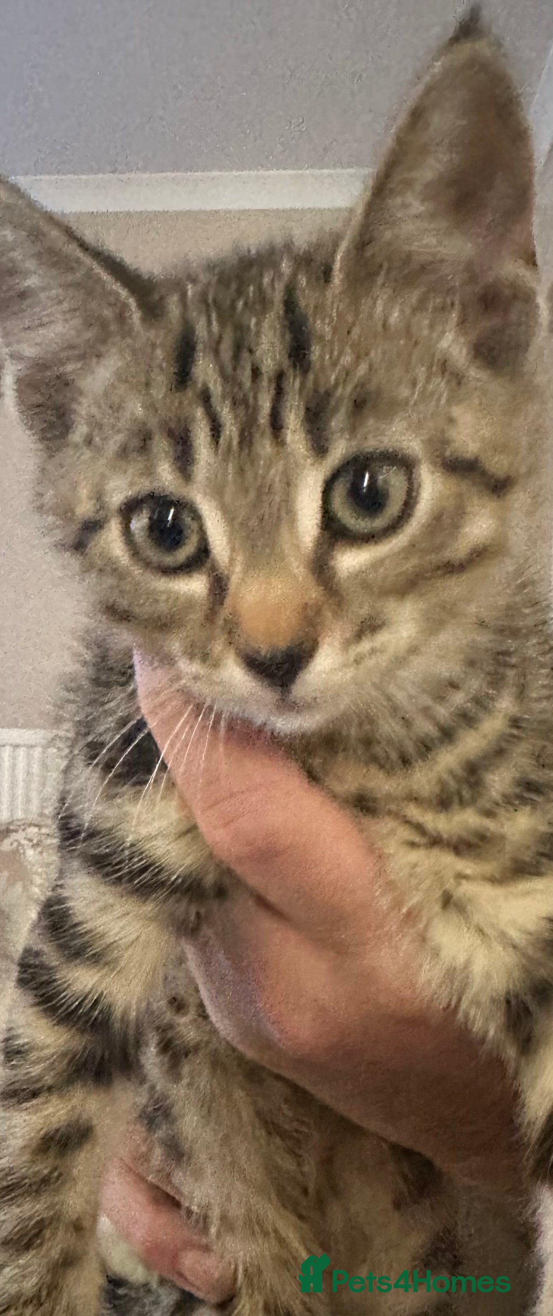 Mixed Breed cats for sale: Half bengal male kitten  - Image 2