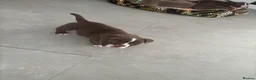 American Bully dogs for sale: Looking for there forever home - Advert 16