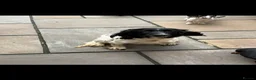 Mixed Breed dogs for sale: Sproodle puppies for sale  - Advert 6