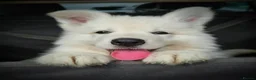 White Swiss Shepherd dogs for sale: Last girl ready now KC registered  WSS in Boston - Advert 7