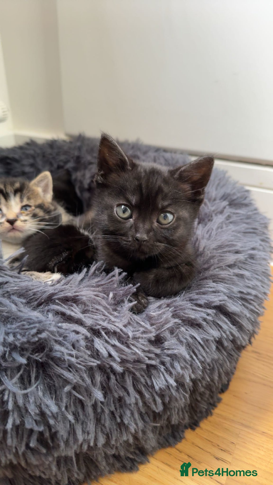 British Shorthair cats 1 MALE LEFT-British Shorthair/Bengal Tabby Kittens - Advert 13
