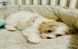 Cavapoochon dogs for sale: 2 Cavapoochons girls for sale. Wilmslow. Cheshire. - Image 10