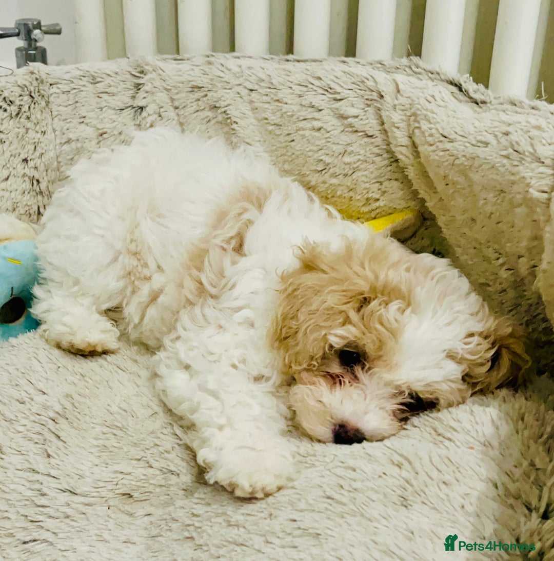 Cavapoochon dogs for sale: 2 Cavapoochons girls for sale. Wilmslow. Cheshire. - Image 10