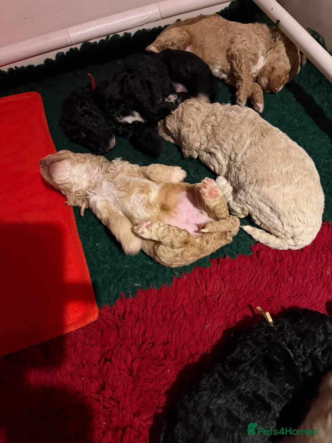 Australian Labradoodle dogs for sale: **reduced** Australian labradoodles - Advert 15