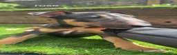 English Bull Terrier dogs for sale: 4 BEAUTIFUL ENGLISH BULLS - Advert 20