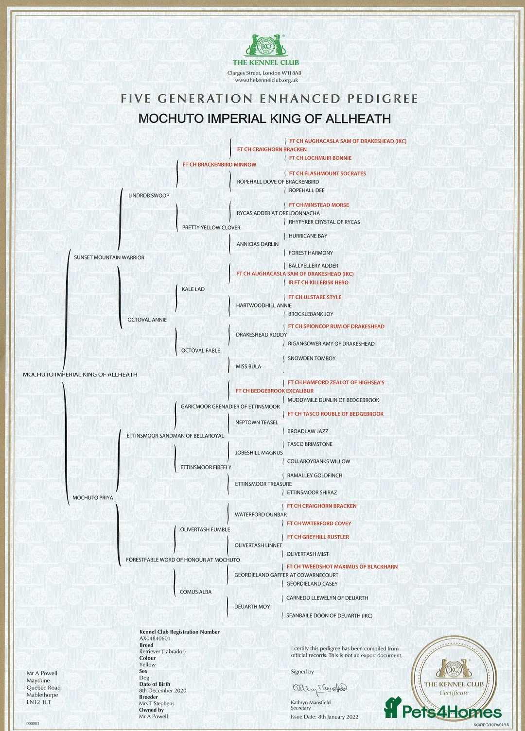 Labrador Retriever dogs for stud: Dark Fox Red Labrador in Mablethorpe - Advert 10