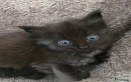 Nebelung cats for sale: 5 stunning nebelung kittens for sale.  - Image 8