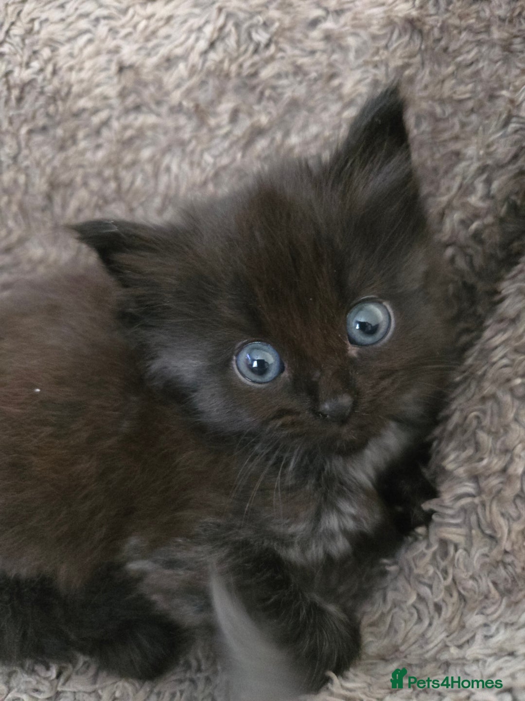 Nebelung cats for sale: 5 stunning nebelung kittens for sale.  - Image 8
