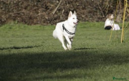 German Shepherd dogs for sale: White german sheperd  - Image 19