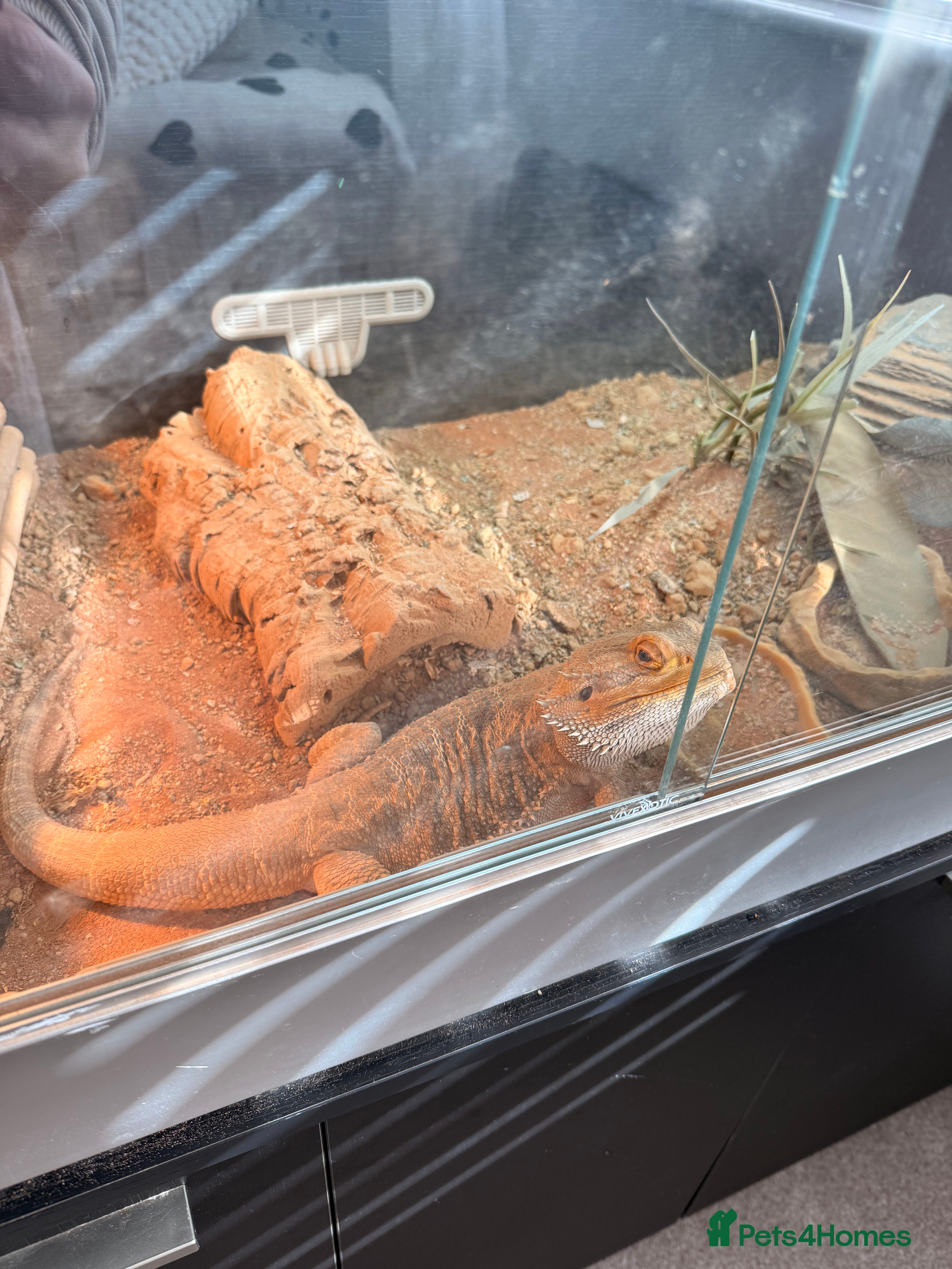 Bearded Dragon reptiles Lenny the bearded dragon and vivarium - Advert 1