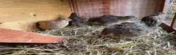 Quail poultry for sale: Quail 4 female 2 male - Advert 1