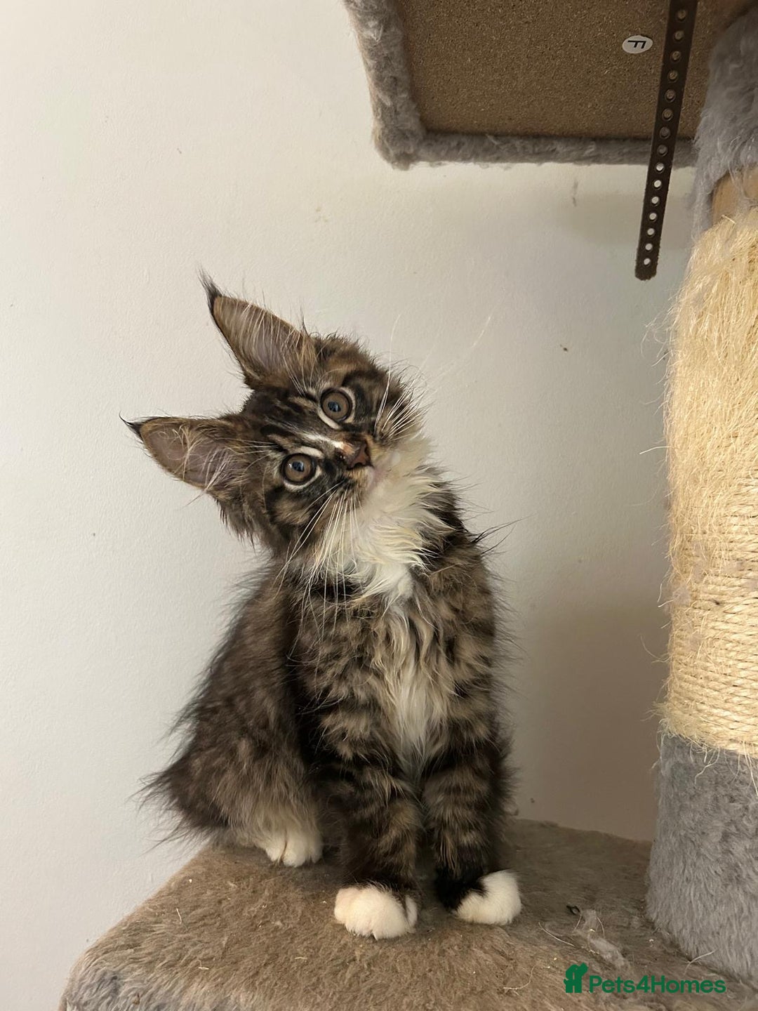 Maine Coon cats for sale: 5 Beautiful Maine Coon kittens for sale - Image 5