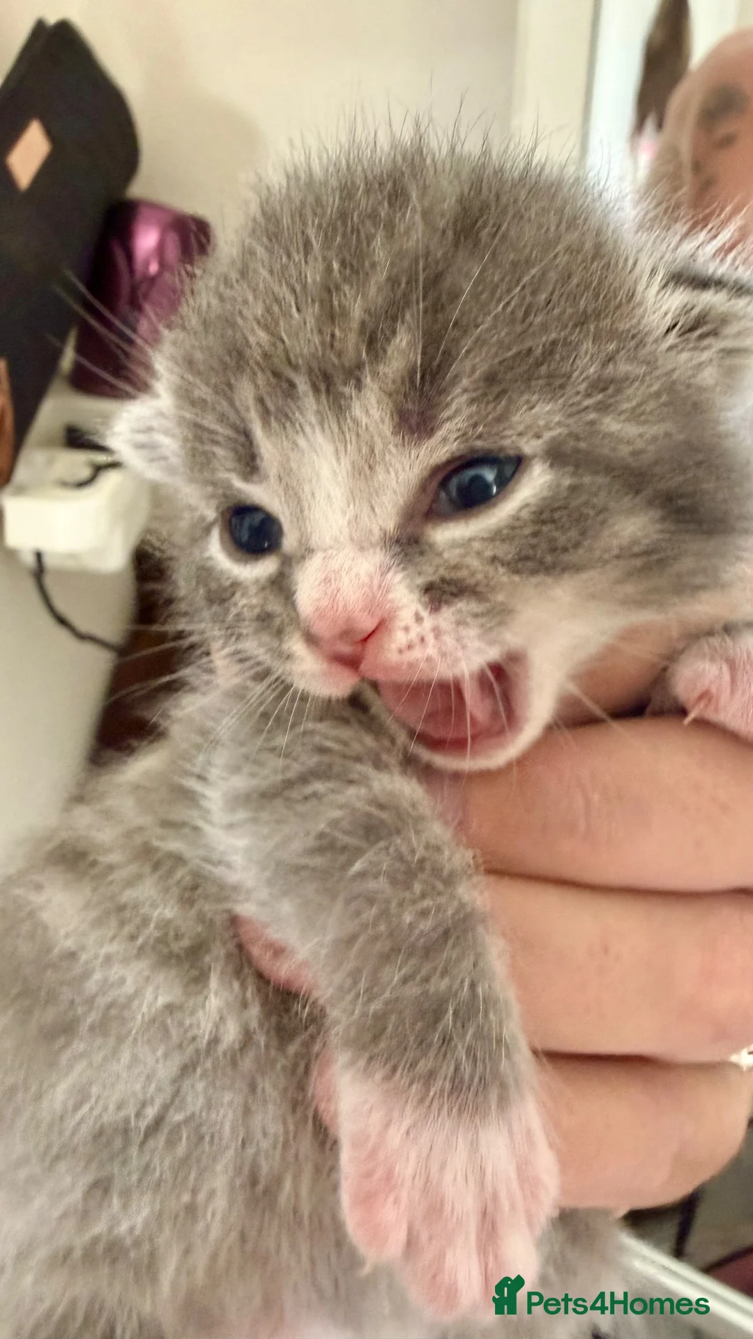 Mixed Breed cats for sale: Meet our rare beautiful kittens…  - Advert 12