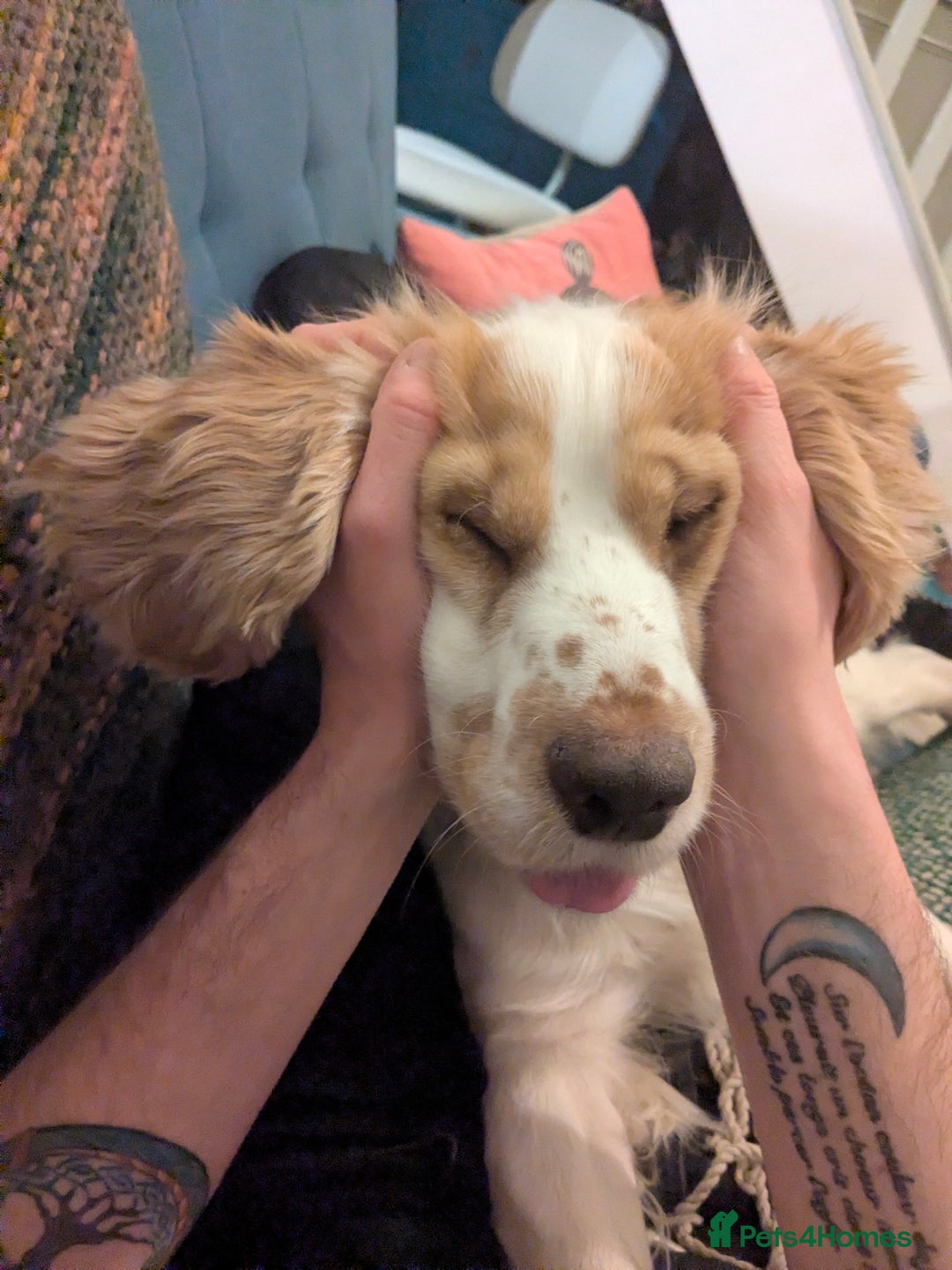 Cocker Spaniel dogs for sale: Happy, Healthy, Well Trained Cocker Spaniel - Advert 6