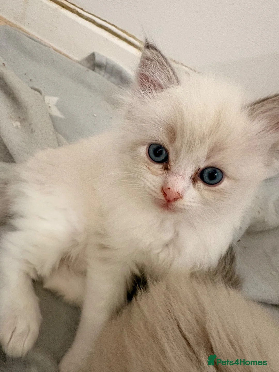 Ragdoll cats for sale: Stunning Colour Point and Bicolour Ragdoll Kittens - Advert 14