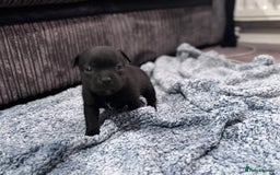 Staffordshire Bull Terrier dogs for sale: Staffys Puppies   25+ Champions ( Show Quality ) - Advert 2