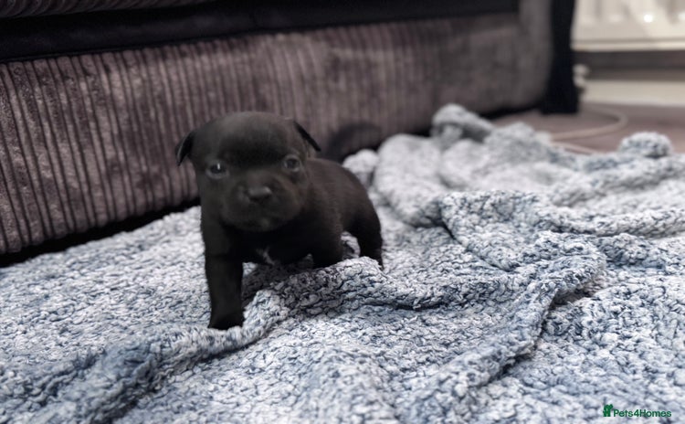 Staffordshire Bull Terrier dogs - Advert 3