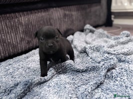 Staffordshire Bull Terrier dogs - Advert 6