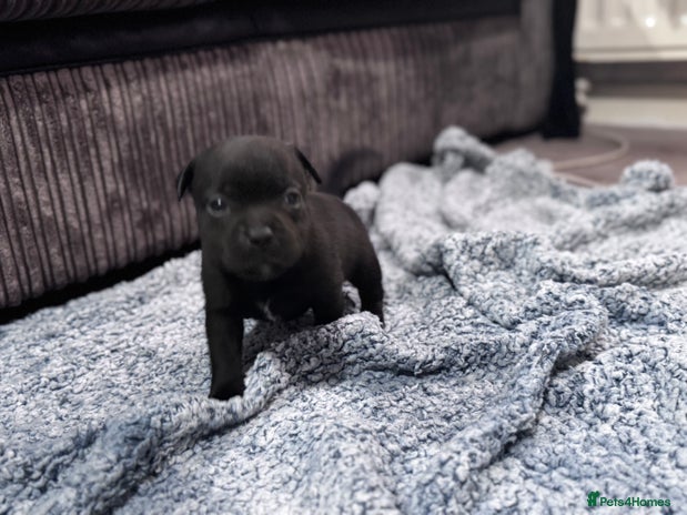 Staffordshire Bull Terrier dogs - Advert 2