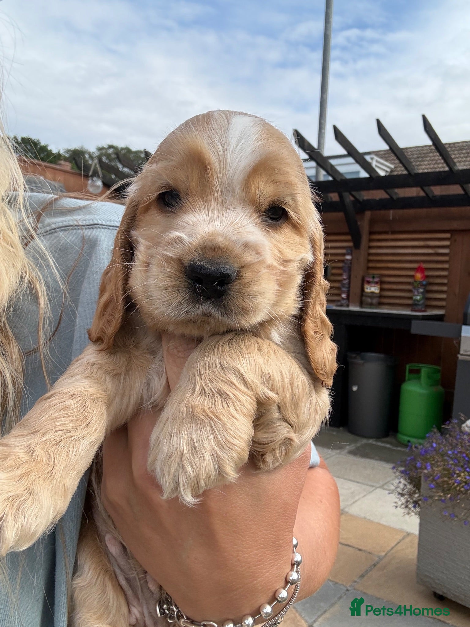 Cocker Spaniel dogs Beautiful Show Cocker Spaniels  - Advert 6