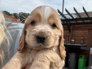 Cocker Spaniel dogs Last one 💗 Beautiful Show Cocker Spaniels - Advert 18
