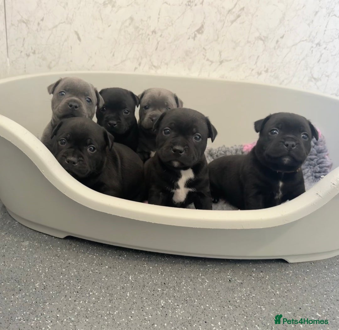 Staffordshire Bull Terrier dogs for sale: Quality black stafford males in Carlisle - Image 2