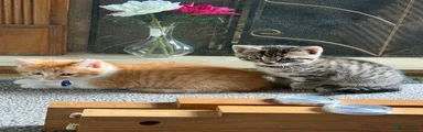 Mixed Breed Kitten 3