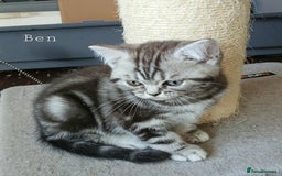 British Shorthair cats for sale: Bsh .Silver Classic Tabby .GCCF. - Image 3
