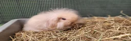 Mini Lion Lop rabbits for sale: Adorable Mini Lion Lops - READY JULY 1ST - Advert 28
