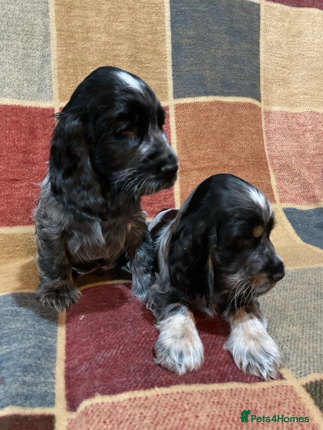 Cocker Spaniel dogs for sale: Chunky cocker pups  - Advert 6