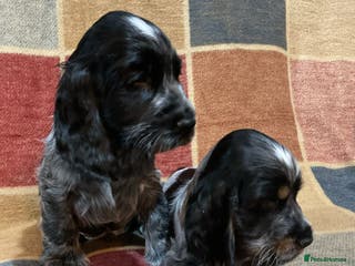 Cocker Spaniel dogs Chunky cocker pups - Advert 3
