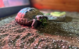 Tortoise reptiles for sale: Horsefield Tortoise and set up - Image 11