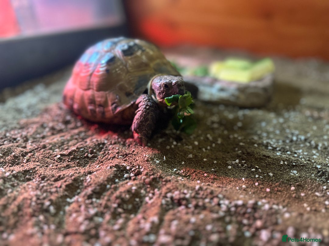 Tortoise reptiles for sale: Horsefield Tortoise and set up - Image 11