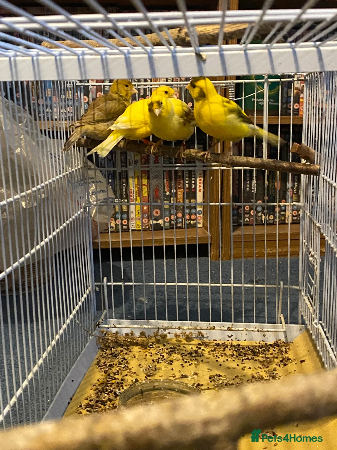 Canaries birds for sale: 3 pairs of canaries for sale  - Advert 2