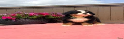 Bernese Mountain Dog dogs for sale: Kc bernese mountain puppies  - Advert 3