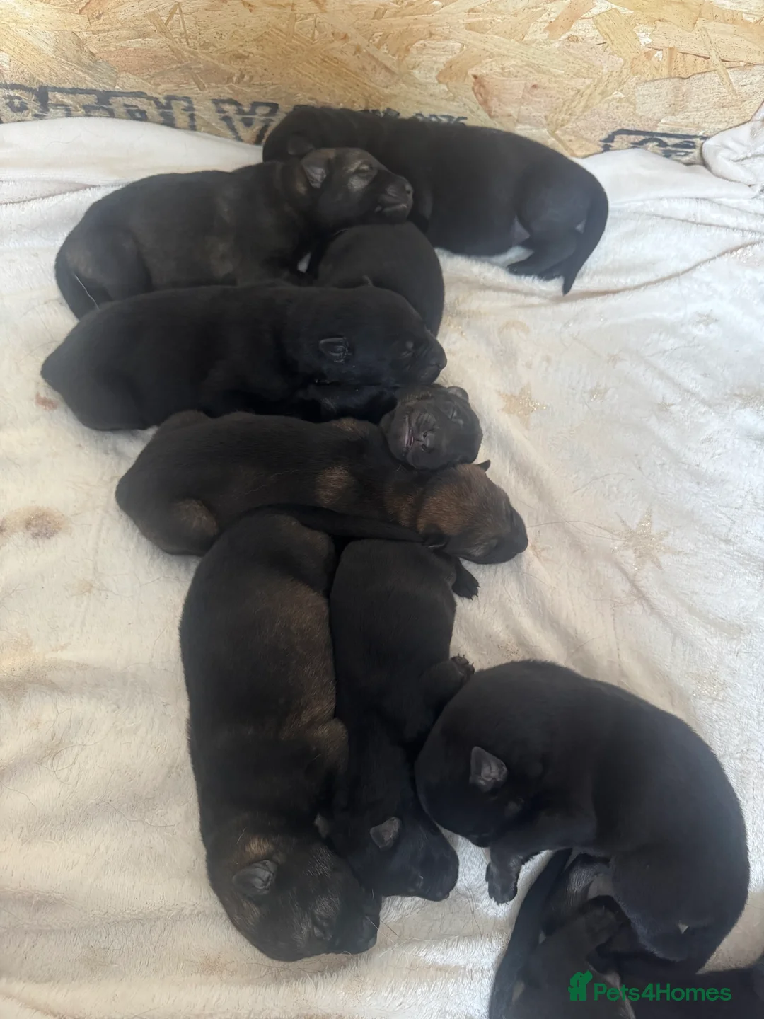 German Shepherd dogs for sale: 9 German shepherd puppies - Advert 1