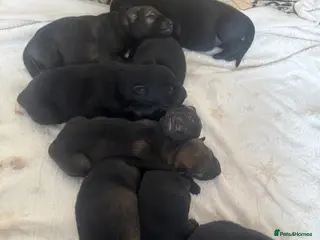 German Shepherd dogs 9 German shepherd puppies - Advert 3