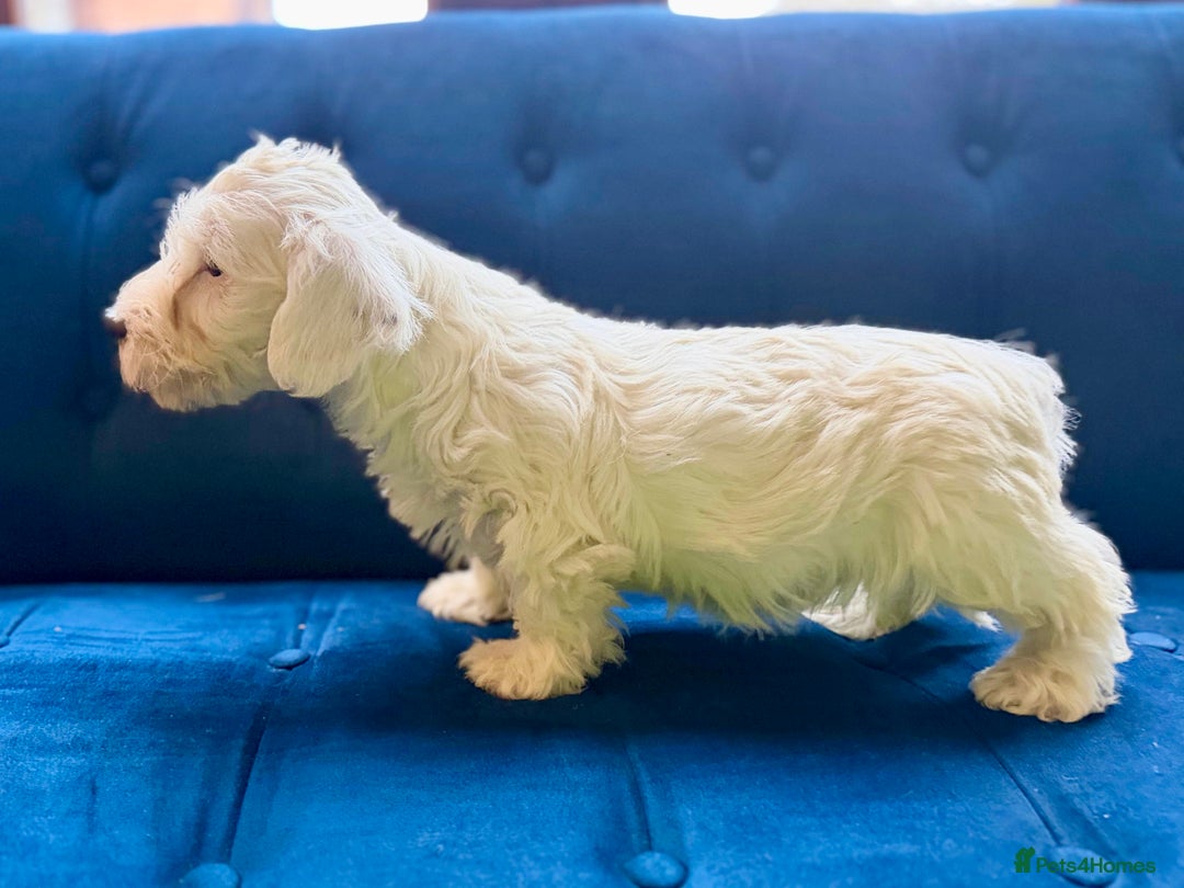Sealyham Terrier dogs for sale: Stunning KC Litter Of Sealyham Terriers - Image 12