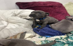 Staffordshire Bull Terrier dogs for sale: Stunning Blue staffy KC Registered Bullscaff Pups - Image 28