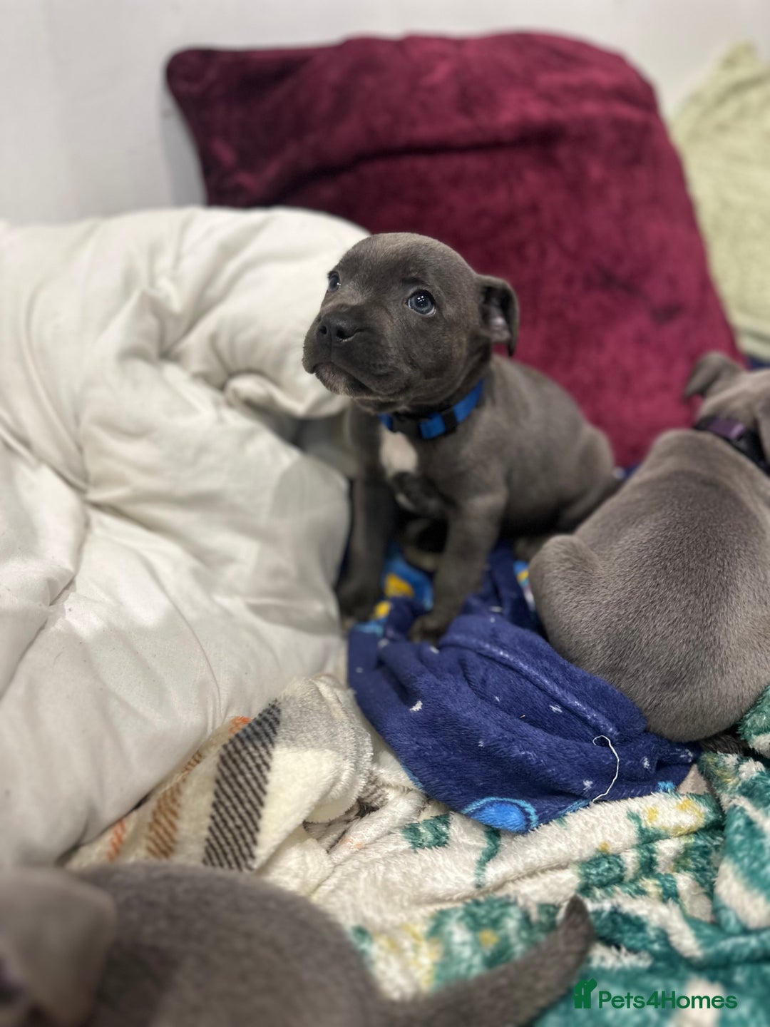 Staffordshire Bull Terrier dogs for sale: Stunning Blue staffy KC Registered Bullscaff Pups - Image 28